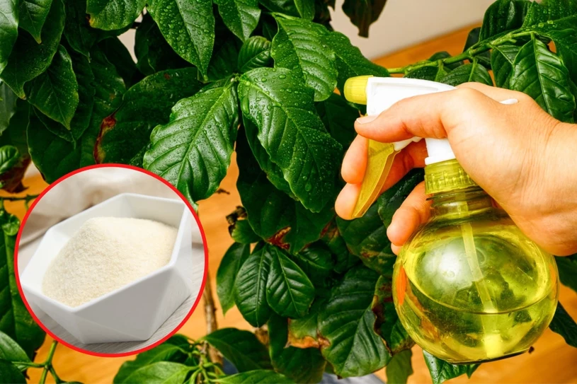 Připravte si toto hnojivo pro monstera. Potřebujete pouze 2 ingredience a listy budou ještě větší.