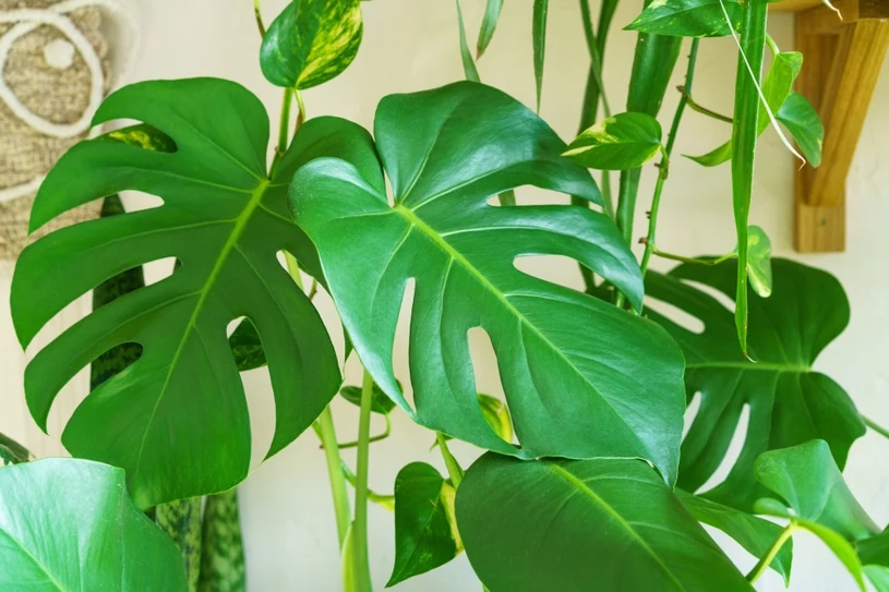 Připravte si toto hnojivo pro monstera. Potřebujete pouze 2 ingredience a listy budou ještě větší.