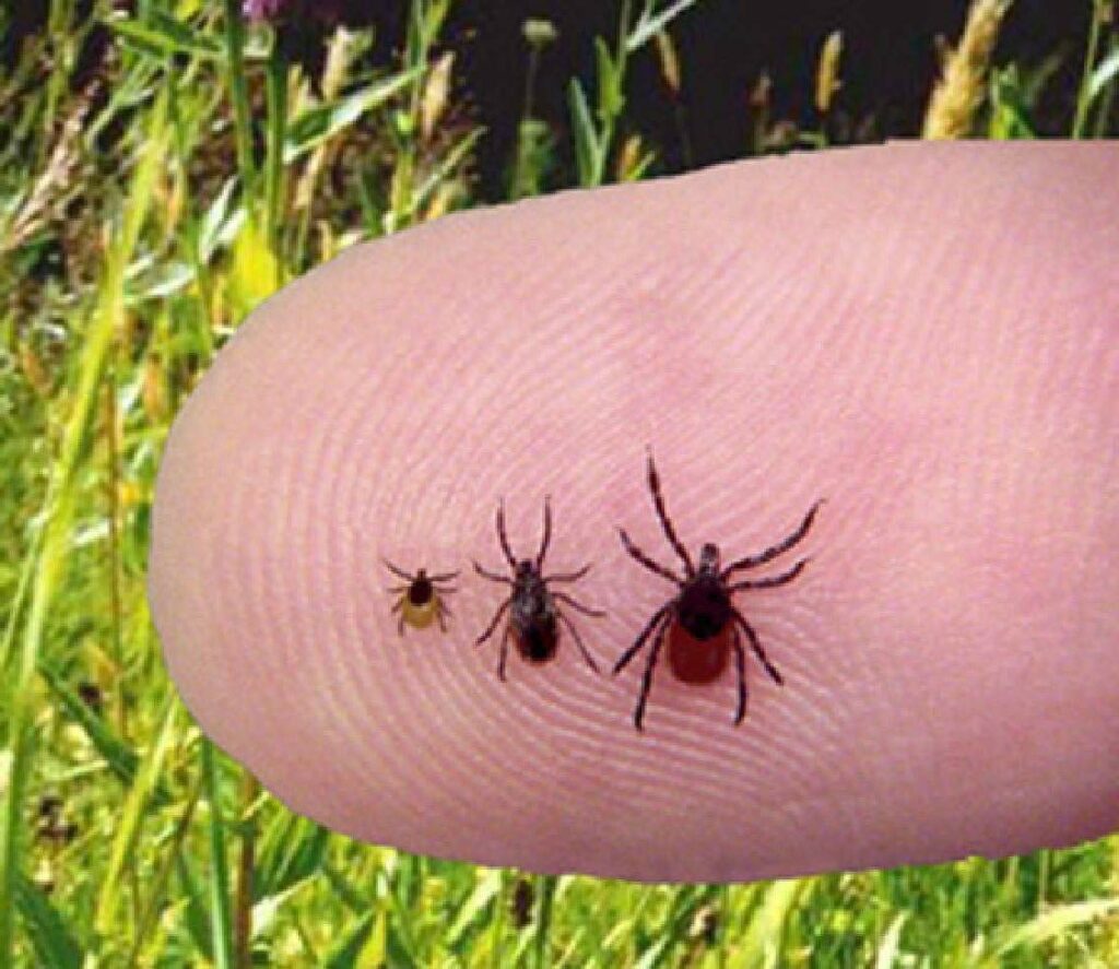 Kdo nesmí chodit do lesů a parků? Klíšťata milují tuto krevní skupinu