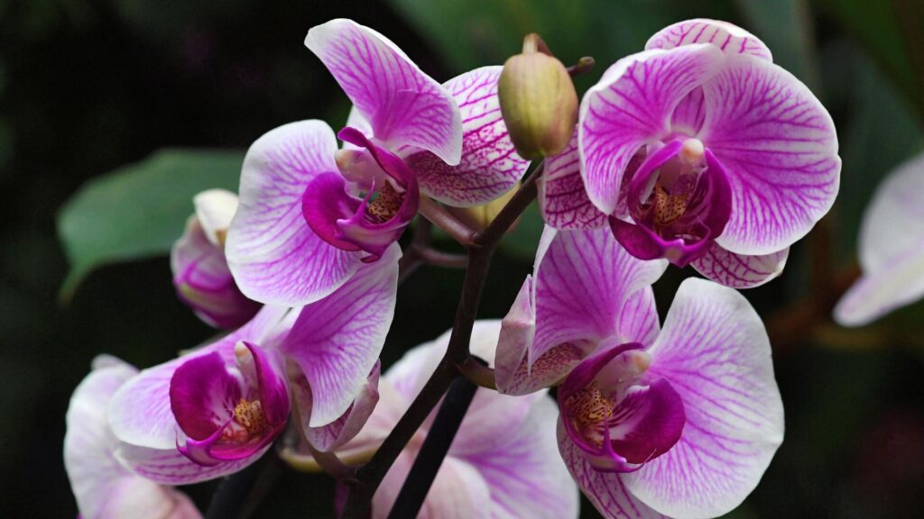 Nakrájím ji na kousky, smíchám a touto směsí zalévám orchidej. Kvete jako blázen, lépe než banánové slupky.