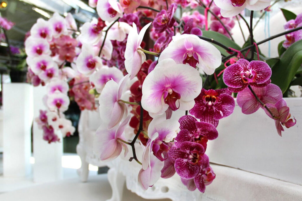 Nakrájím ji na kousky, smíchám a touto směsí zalévám orchidej. Kvete jako blázen, lépe než banánové slupky.