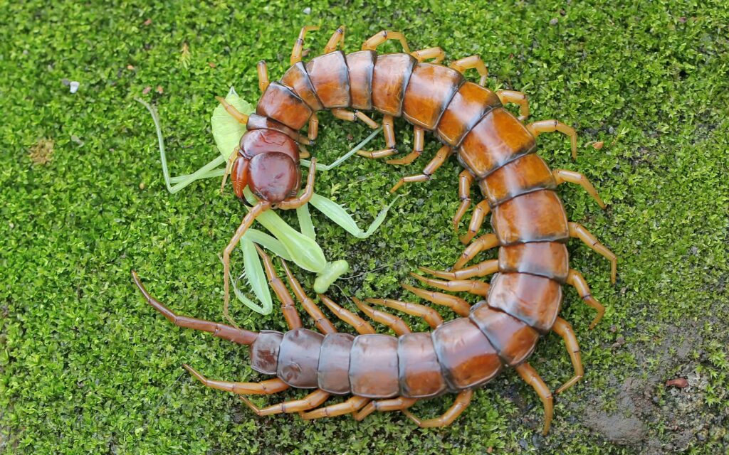 Jed obřího mnohonožky Scolopendra morsitans: fascinující smrtící koktejl, přizpůsobivý jakýmkoli podmínkám
