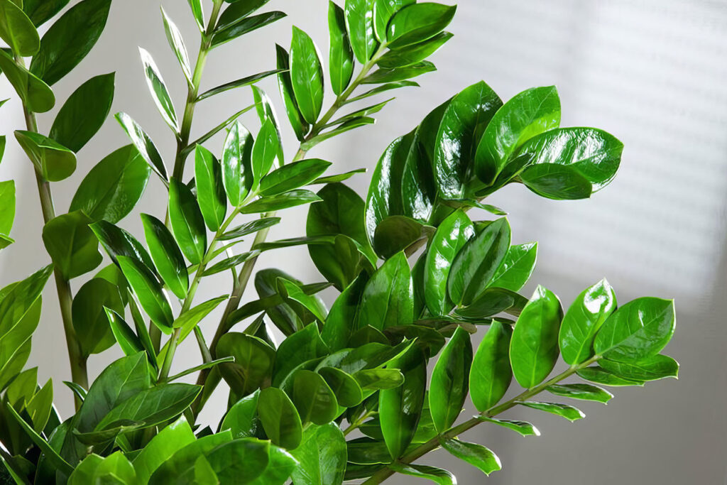 Zamioculcas začne rychle vypouštět nové listy. Geniální trik