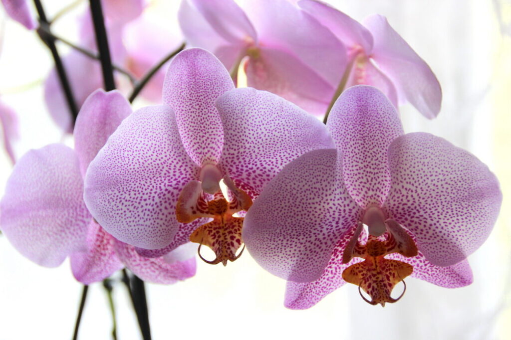 Jednou za měsíc ho zřeďte vodou a nalijte do květináče s orchidejemi, které krásně pokvetou. Stonky budou zcela pokryty květy. Přírodní kondicionér pro orchideje
