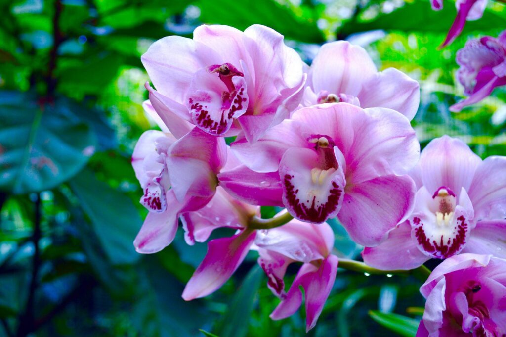 Orchideje kvetou lépe s jiným prostředkem z kuchyně
