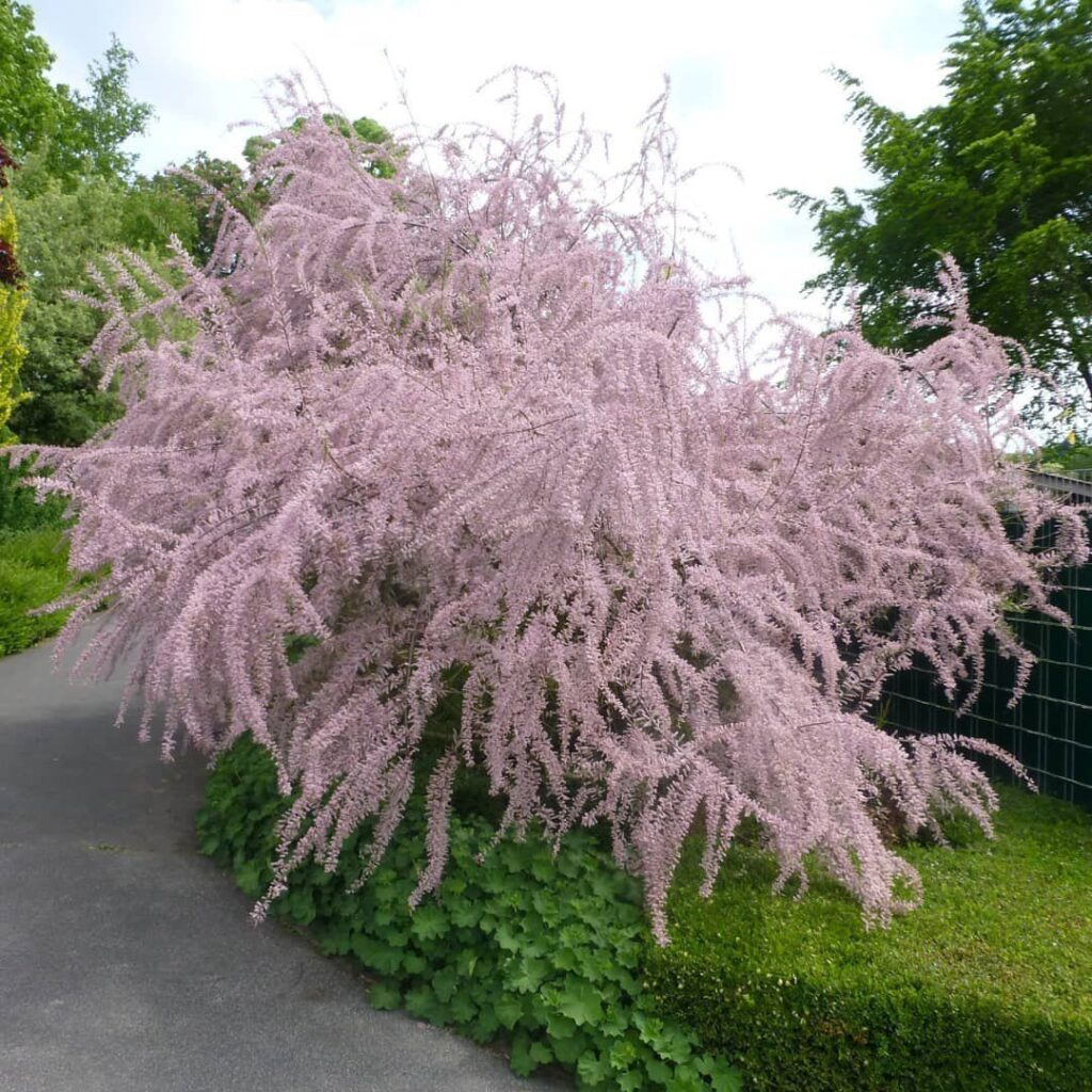 Tento keř je útočištěm pro ptáky. Zkrášluje zahradu až do pozdního podzimu.