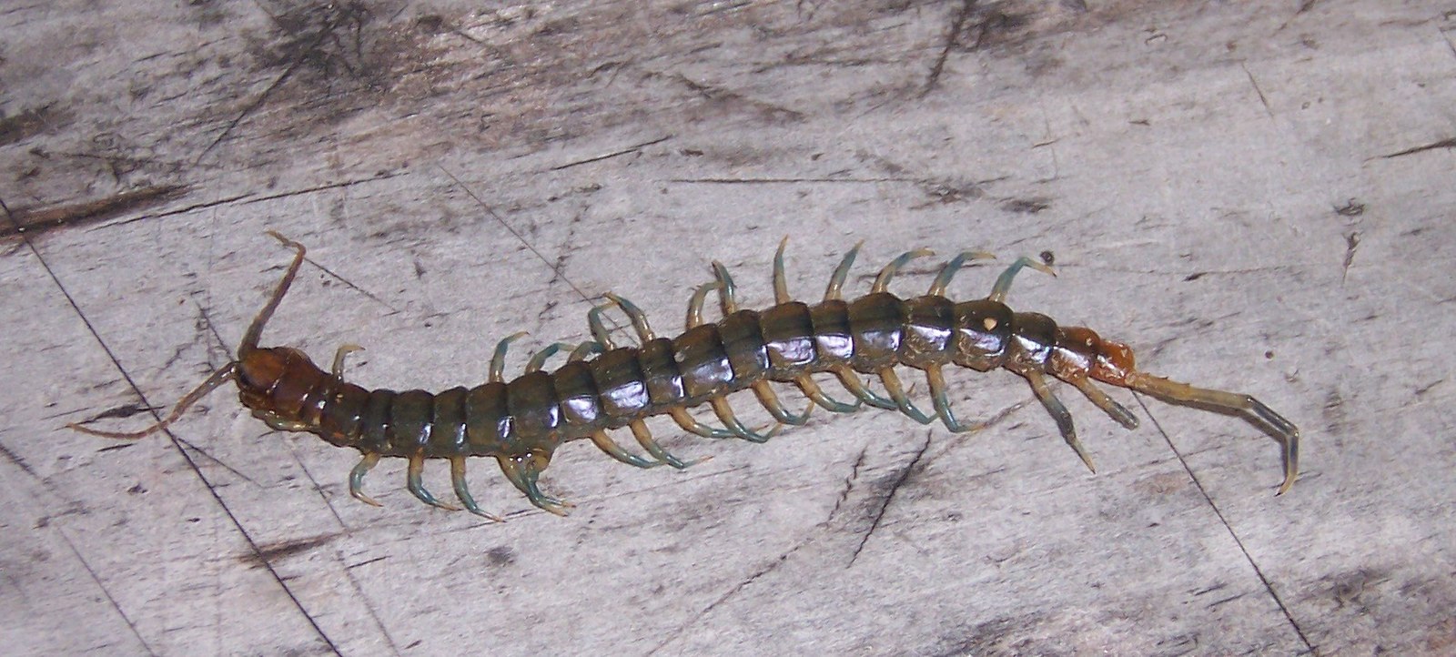 Jed obřího mnohonožky Scolopendra morsitans: fascinující smrtící koktejl, přizpůsobivý jakýmkoli podmínkám