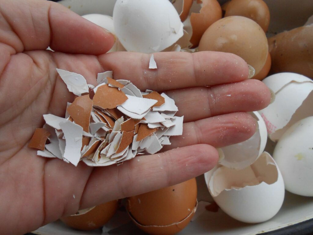 Jak se zbavit šneků ve vaší zahradě? Pomůže vám produkt, který máte v kuchyni