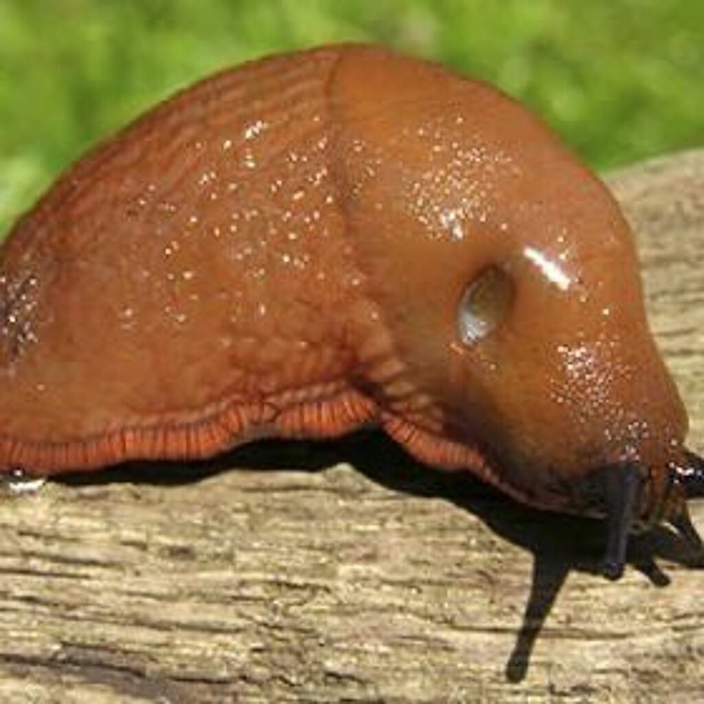 Hlemýždi na místě uhynou. Češi je rozhazují po celé zahradě.