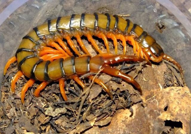 Jed obřího mnohonožky Scolopendra morsitans: fascinující smrtící koktejl, přizpůsobivý jakýmkoli podmínkám