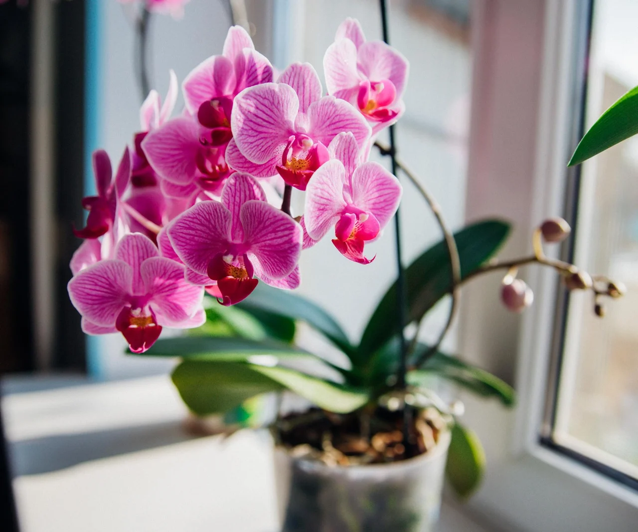 Jednou za měsíc ho zřeďte vodou a nalijte do květináče s orchidejemi, které krásně pokvetou. Stonky budou zcela pokryty květy. Přírodní kondicionér pro orchideje