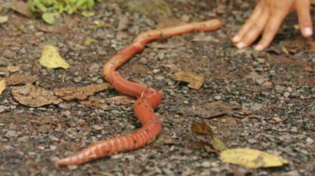 Skáčou 30 cm a ničí naši půdu: pozor, „šílení červi“