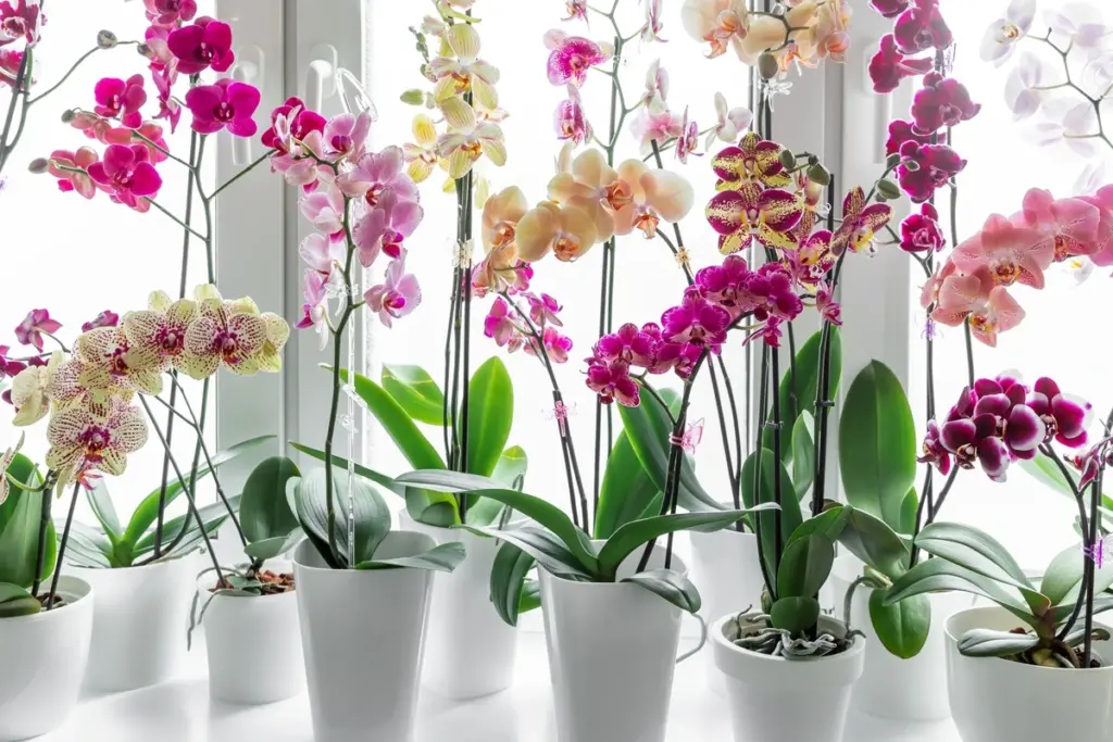 Orchideje kvetou lépe s jiným prostředkem z kuchyně