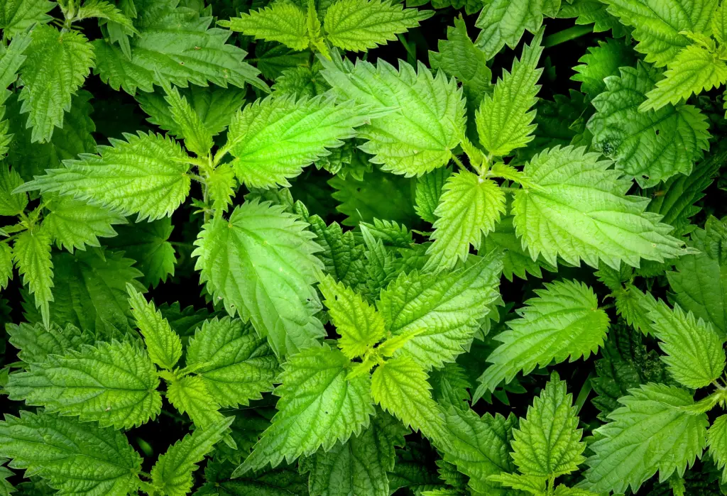 V zahradě tyto malé květiny ničíme jako plevel. Nevíme, jak jsou cenné a chutné.