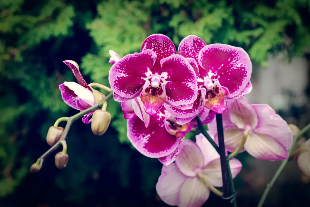 Orchideje kvetou lépe s jiným prostředkem z kuchyně