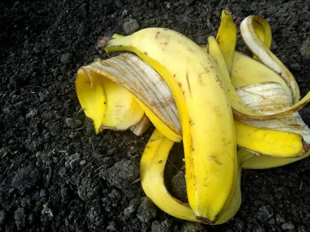 Hnojivo z banánové slupky – 5 rostlin, které díky němu rostou lépe