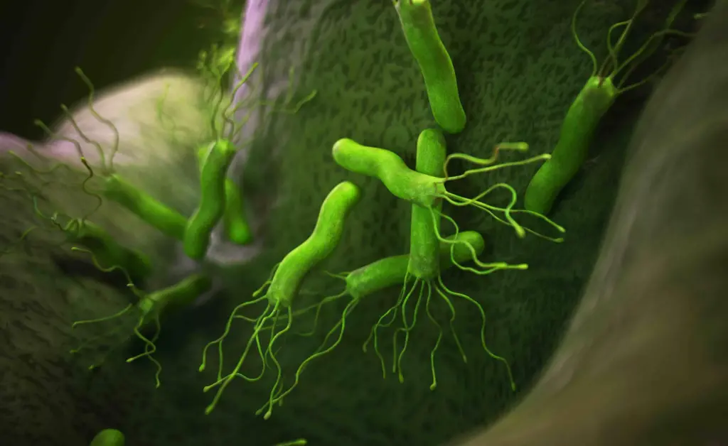 Helicobacter pylori: jedná se o příznaky infekce, která postihuje polovinu populace.