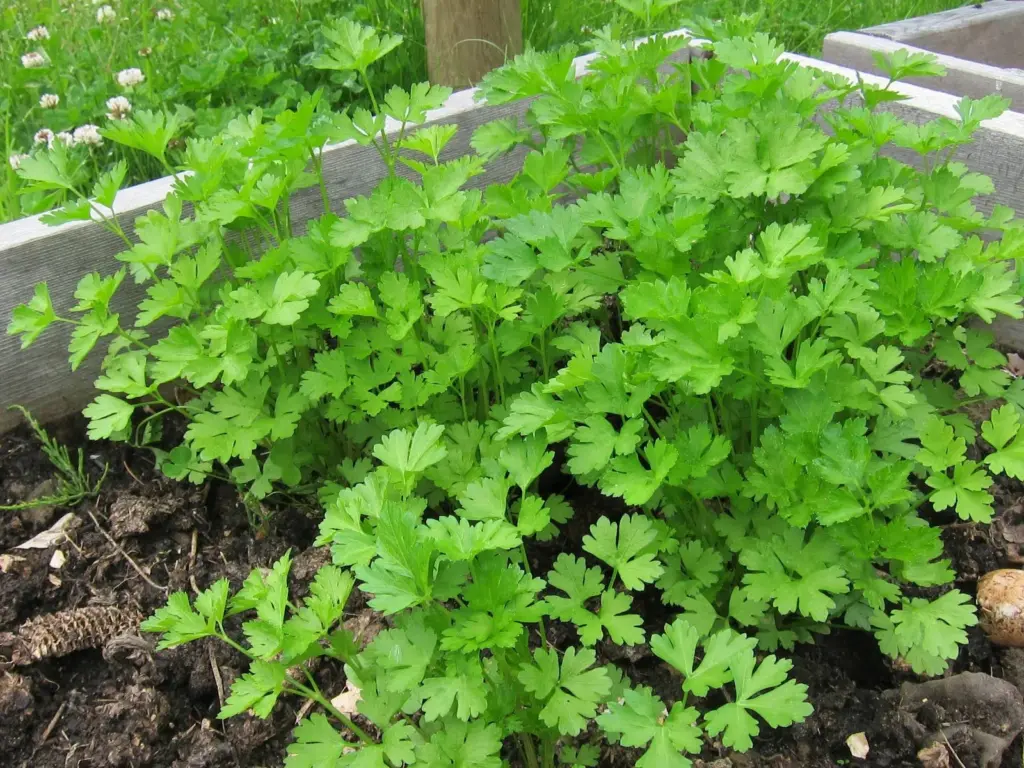 Rostlina, která má více vitaminu C než pomeranče a kterou se vyplatí přidat do domácích receptů