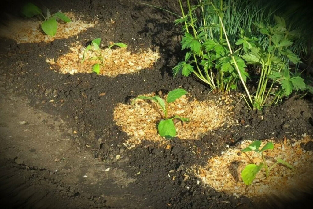 Proč mulčování pilinami nefunguje: tuto chybu dělají i zkušení zahradníci.