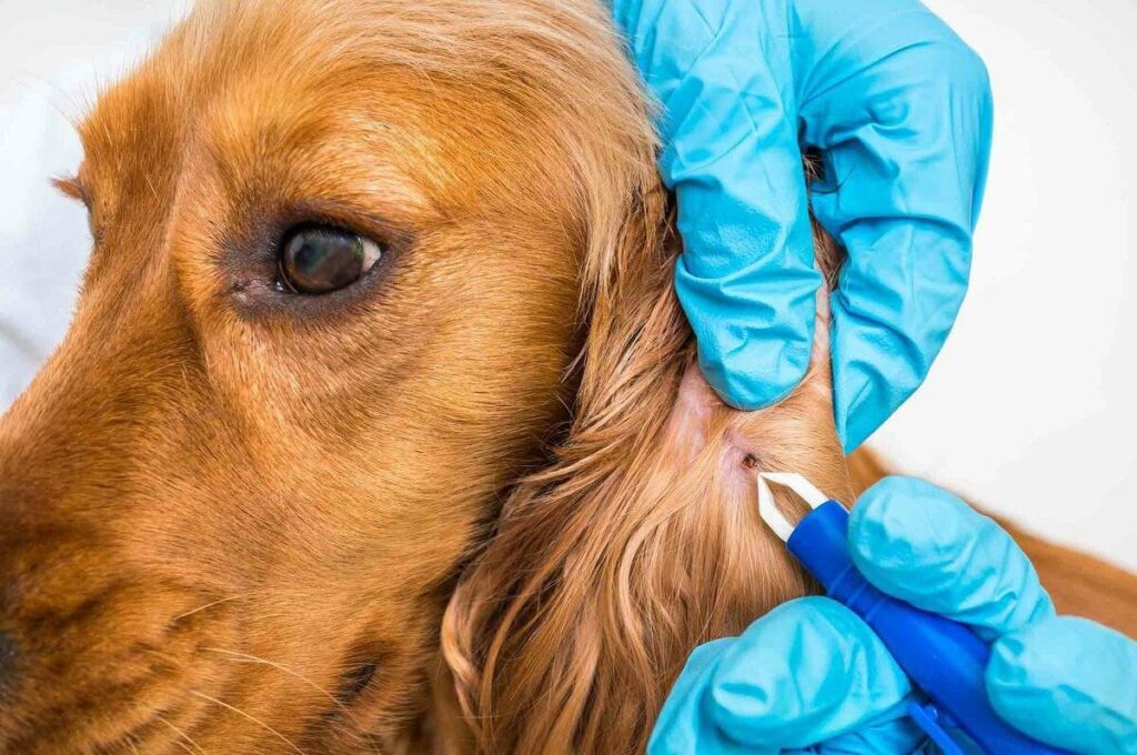 Držte klíšťata dál: pět přírodních repelentů na ochranu vašeho mazlíčka