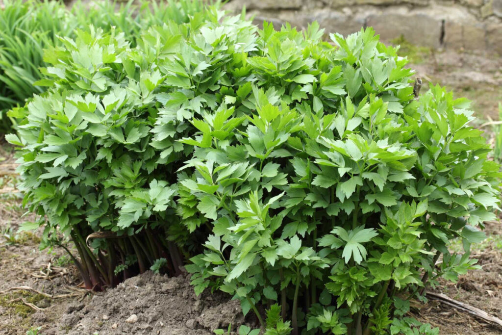 Kdy Se Sazi Libecek (jarní výsadby, Jarní výsadba, klimatických podmínkách, podzimní výsadbu, Příprava půdy) Kdy Se Sazi Libecek