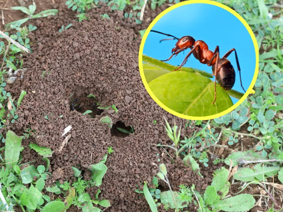 Rozsypte v mraveništi v zahradě a čekejte. Mravenci rychle opustí váš trávník.