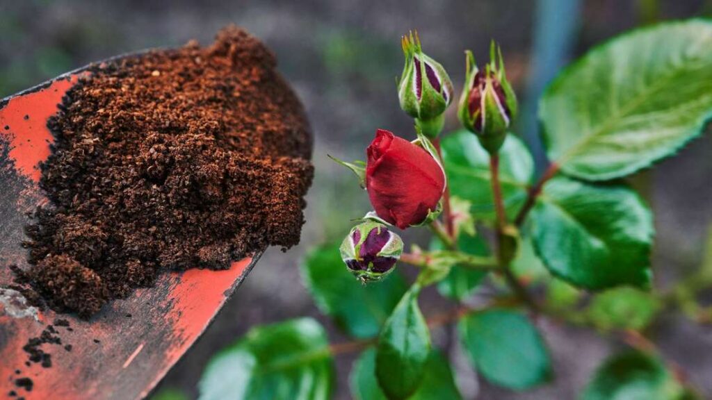 Které rostliny nemají rády kávovou sedlinu? Těchto 20 rostlin je postiženo