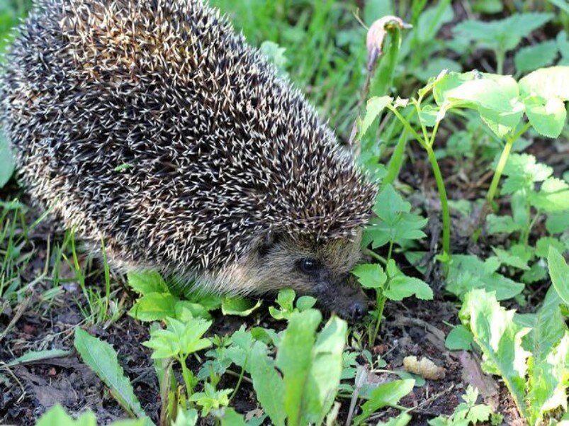 Jak se zbavit housenek na zahradě? Přírodní metody boje proti nebezpečným škůdcům