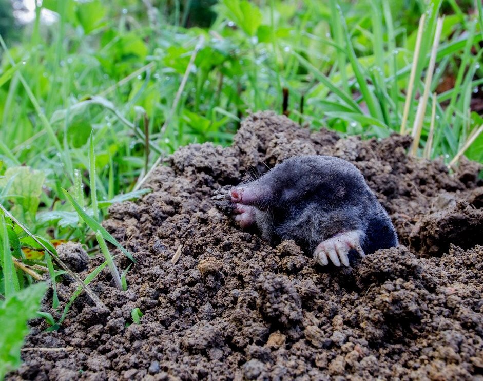 Zbavte se krtků: tyto domácí prostředky pomáhají
