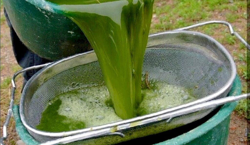 Rohová drť: existuje veganská alternativa?