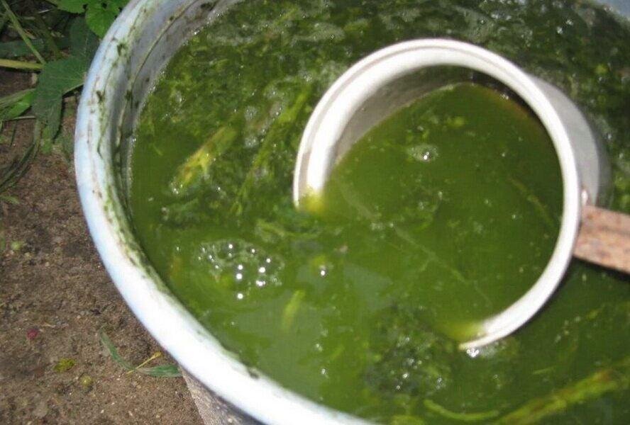 Přírodní přípravek proti mšicím. Lze jej vyrobit ze dvou ingrediencí.