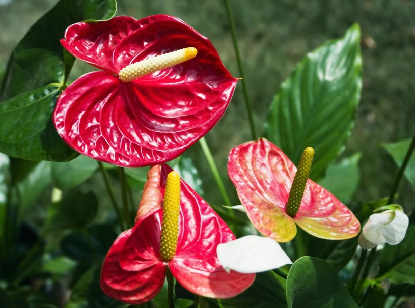 Anthurium může kvést jako bláznivé. Toto hnojivo vystačí na pár korun.