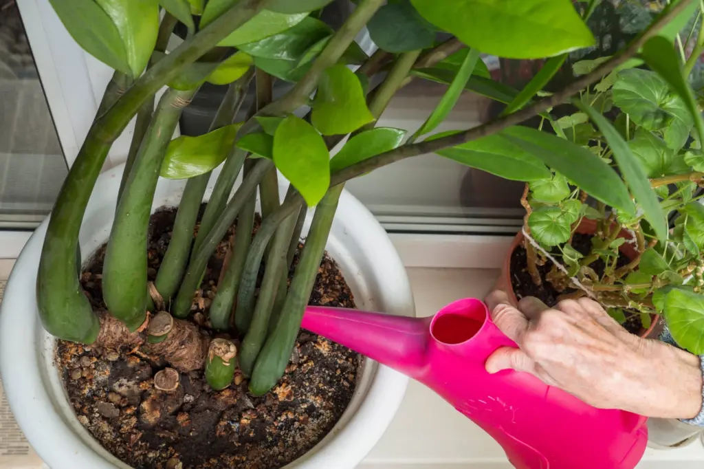 Levné a účinné. Čtyři domácí hnojiva pro zamioculcas. Budou stimulovat růst rostliny.