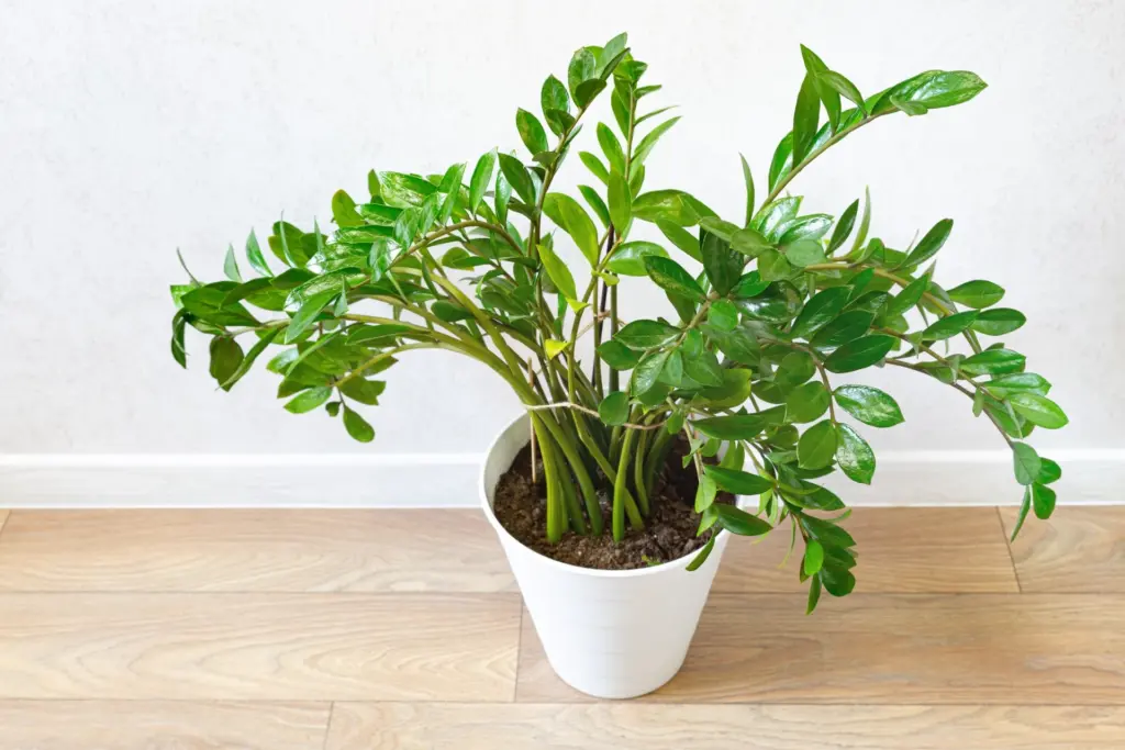Levné a účinné. Čtyři domácí hnojiva pro zamioculcas. Budou stimulovat růst rostliny.