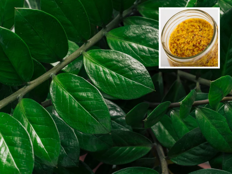 Dejte do sklenice trochu hořčice a zalijte ji vodou. Lepší hnojivo pro zamioculcas nenajdete.