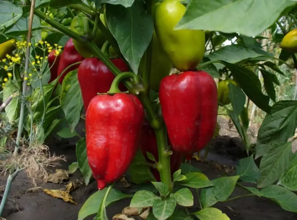 Paprika je nadšená! Při výsadbě jamku hojně zalijte a sklidíte plné košíky plodů.