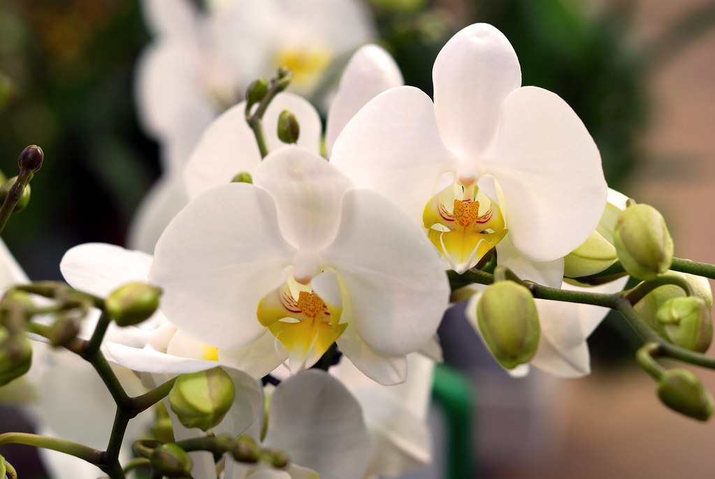 Tato kuchyňská ingredience dělá orchideje ještě krásnější – takto ji použijte, abyste získali více květů