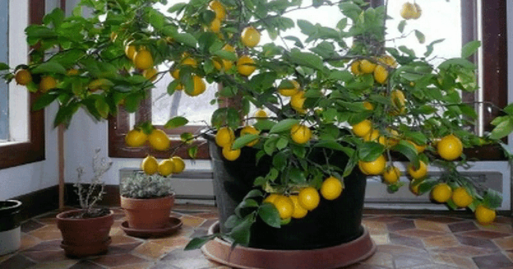 Nevyhazujte: levný produkt – nejlepší hnojivo pro citroníky
