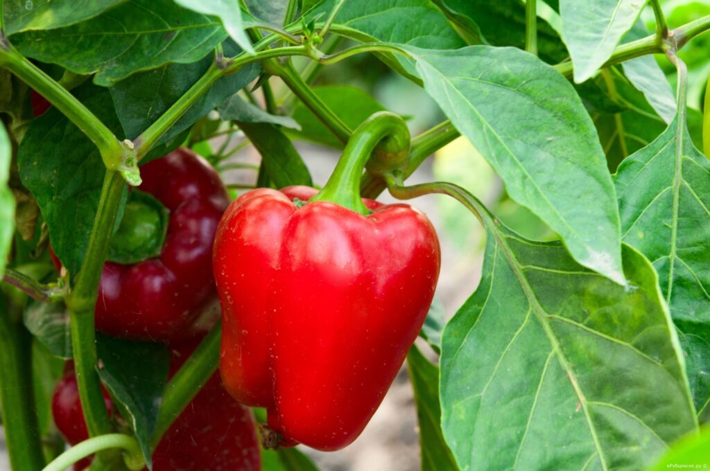 Paprika je nadšená! Při výsadbě jamku hojně zalijte a sklidíte plné košíky plodů.