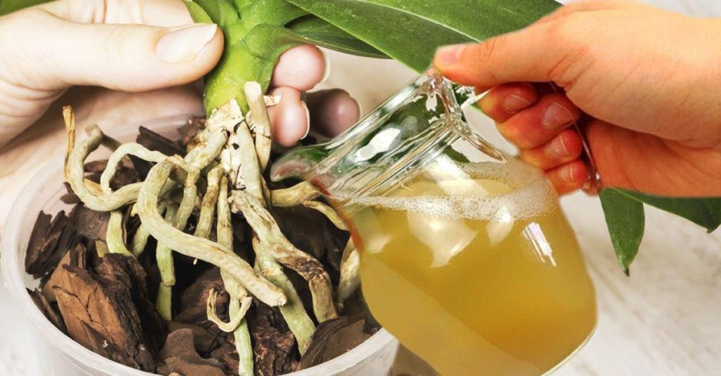 Orchideje namáčejte v tomto roztoku jednou týdně. Listy budou pružnější a svěží a na výhoncích se objeví nové pupeny.