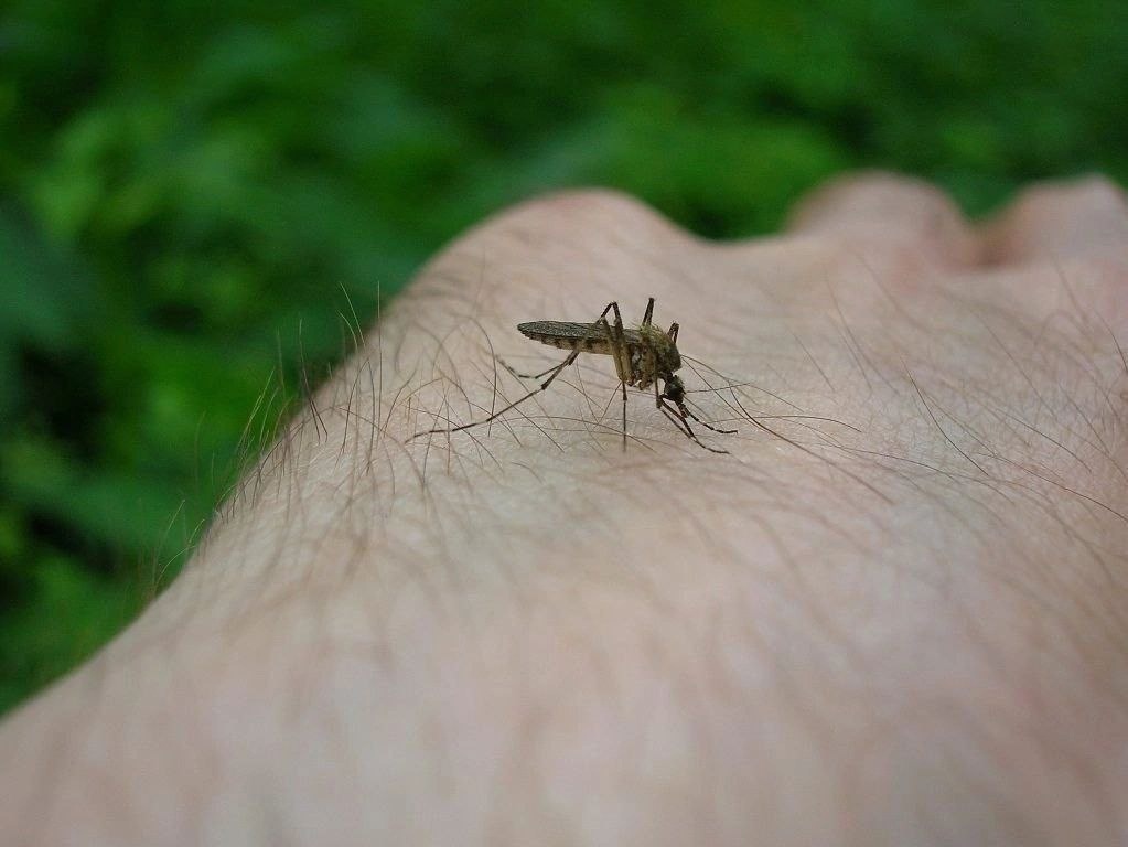 Trik zahradníků, jak se nikdy nemít komáry