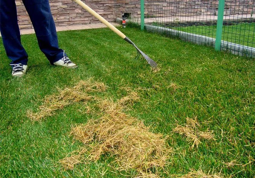 Zasuňte jej do půdy. Váš zažloutlý trávník bude jako nový