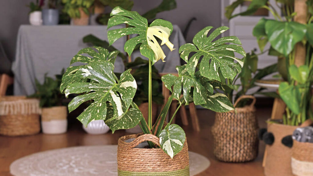 Monstera a její květy: jak přimět švýcarskou sýrařskou rostlinu k rozkvětu?