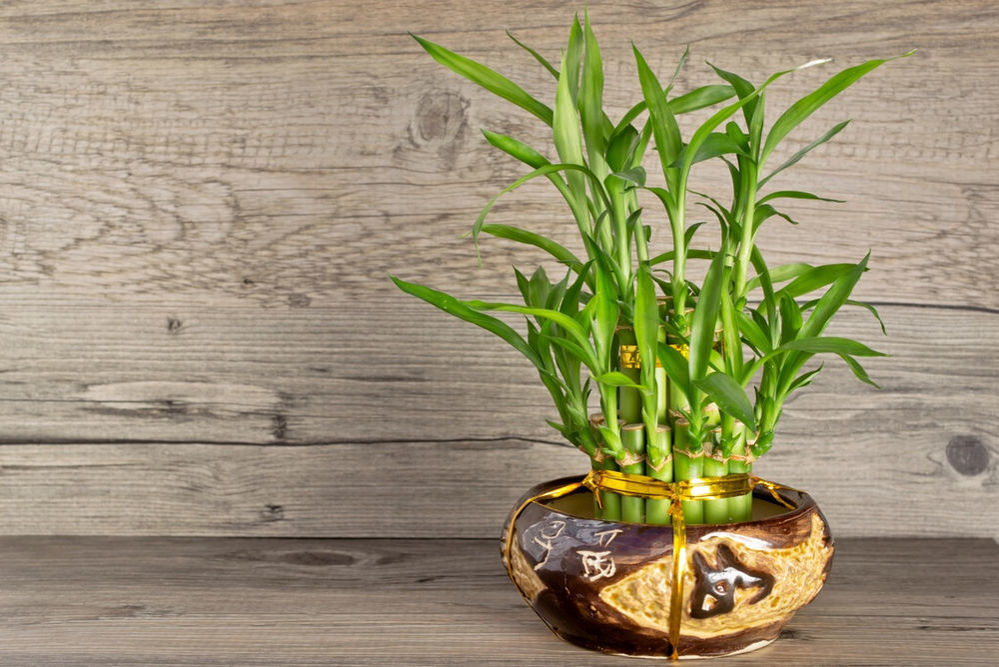 Energie vašeho domova může být ohrožena: 3 rostliny, které podle feng shui není vhodné mít v interiéru