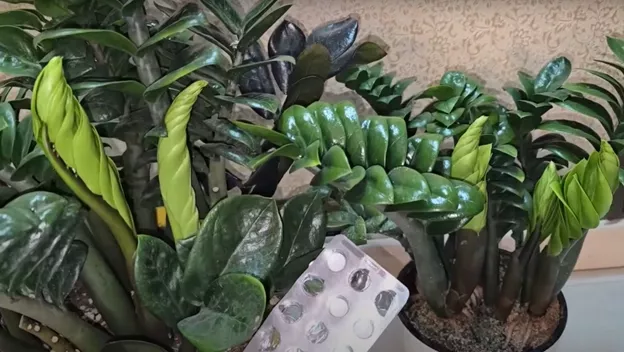 Rozdrtila jsem 2 tablety ve vodě – zamioculcas jako by se znovu narodil: z každého hlízy vyrůstá 10 větví