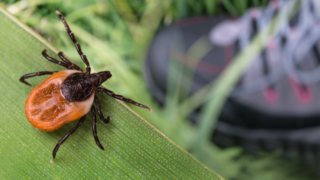 Tady jsou tři nejlepší prostředky proti klíšťatům. Výběr entomologa