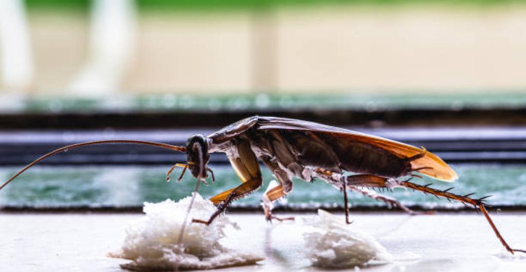 Rostlina, která může váš dům zaplnit šváby, protože se v ní skvěle schovávají.