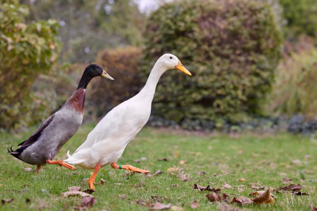 Biologické řešení: ničí nejen slimáky, ale i hmyz v zahradě.