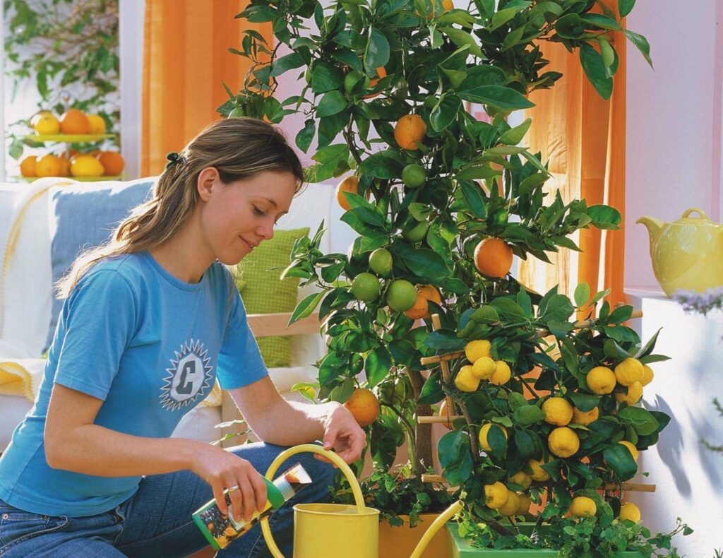 Nevyhazujte: levný produkt – nejlepší hnojivo pro citroníky