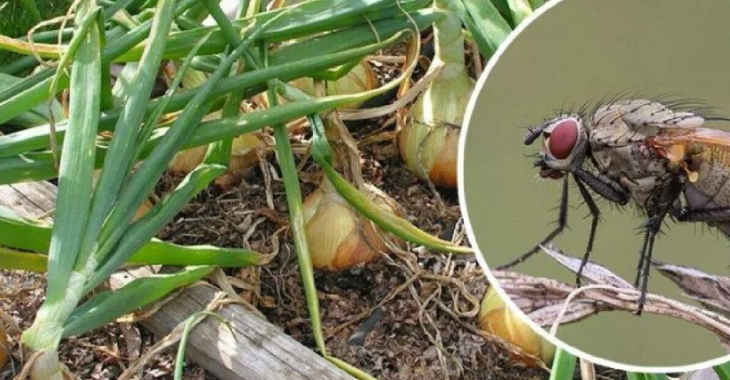 V květnu jsem posypala záhon a cibulové mušky se celé léto neobjevily: za celou sezónu nebylo na cibuli ani jedno žluté peříčko